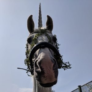 Unicorn horse called Sid